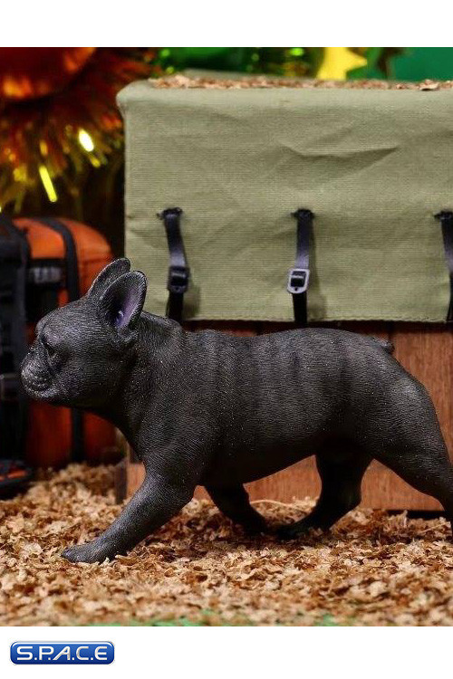 1/6 Scale tan French Bulldogs 3.0