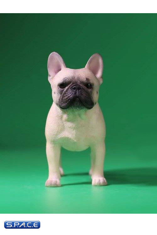 1/6 Scale beige French Bulldogs 3.0