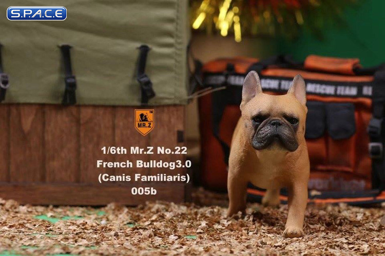 1/6 Scale brown French Bulldogs 3.0