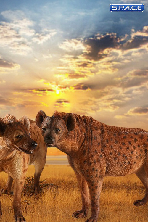 1/6 Scale dark spotted Hyena