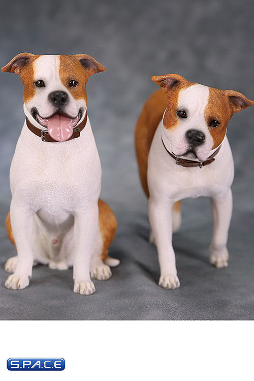 1/6 Scale walking red & white American Staffordshire Terrier