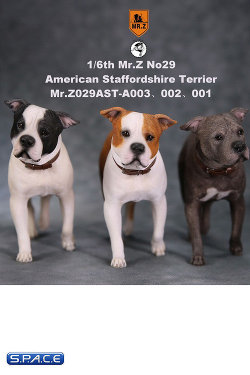 1/6 Scale walking red & white American Staffordshire Terrier