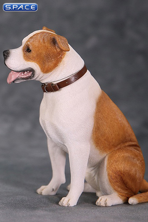 1/6 Scale sitting red & white American Staffordshire Terrier
