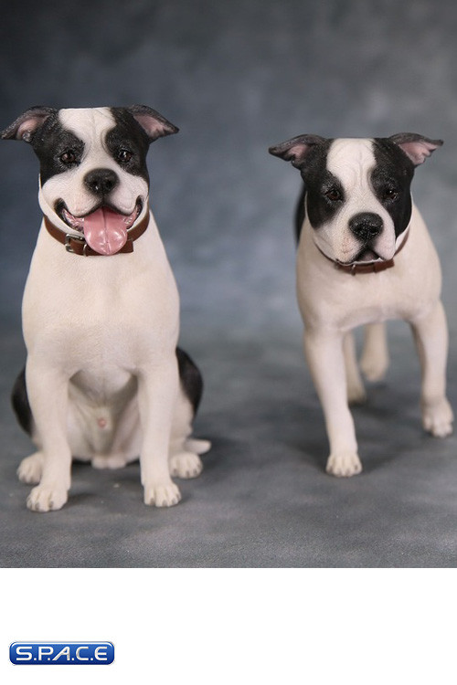 1/6 Scale walking black & white American Staffordshire Terrier
