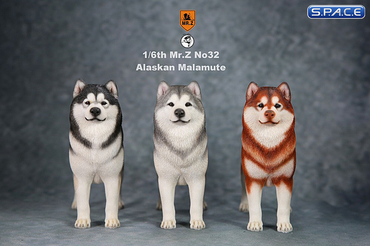 1/6 Scale black Alaskan Malamute
