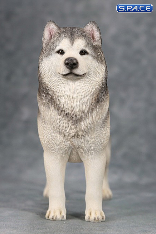 1/6 Scale grey Alaskan Malamute