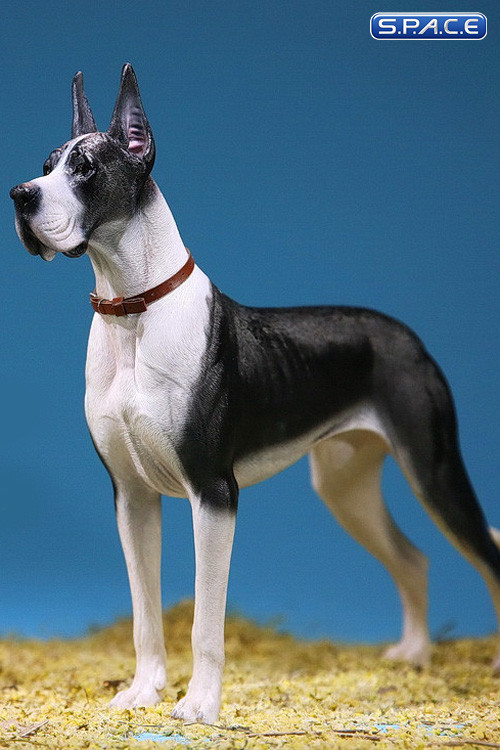 1/6 Scale black-white Great Dane