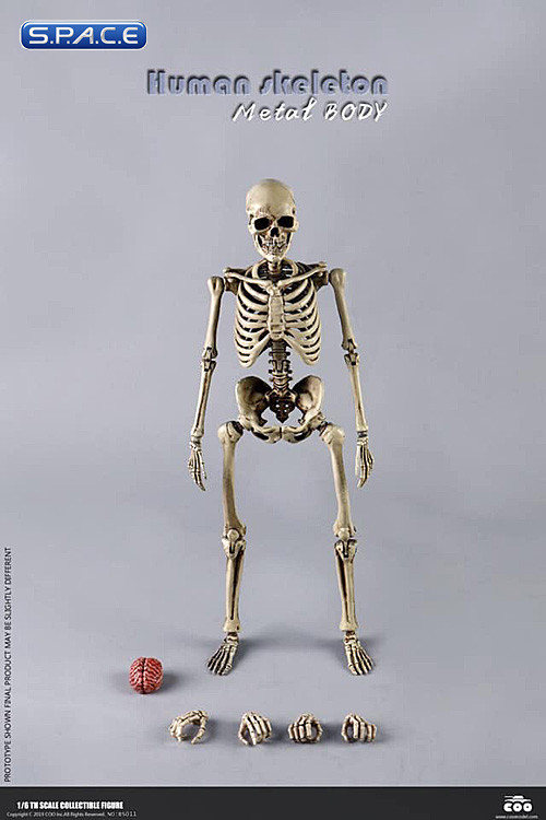 1/6 Scale The Human Skeleton Metal Body