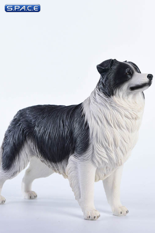 1/6 Scale black & white Border Collie