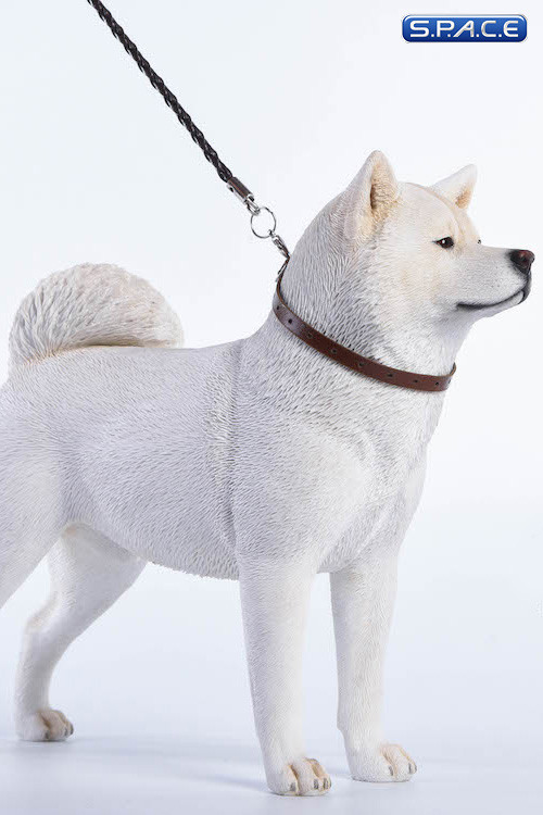 1/6 Scale white japanese Akita