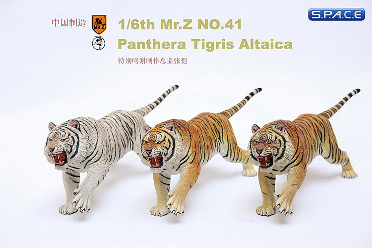 1/6 Scale yellow attacking Tiger - Panthera Tigris Altaica