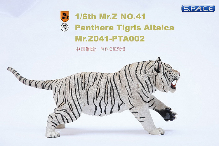 1/6 Scale white attacking Tiger - Panthera Tigris Altaica
