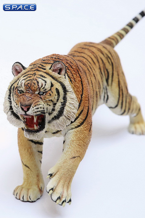 1/6 Scale attacking Tiger - Panthera Tigris Altaica