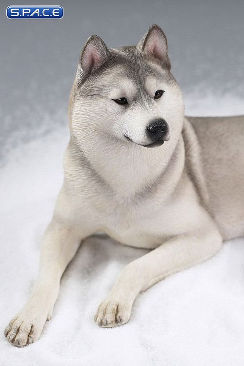 1/6 Scale lying Siberian Husky (silver)