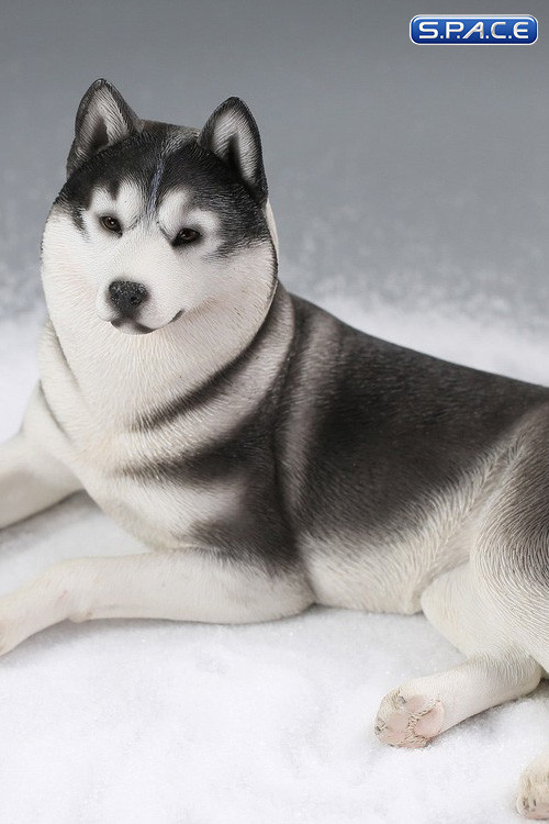 1/6 Scale lying Siberian Husky (medium/dark grey)