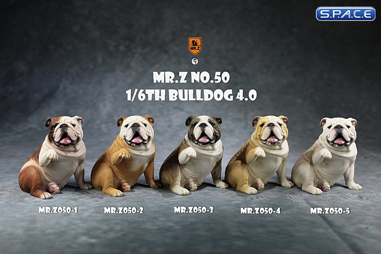 1/6 Scale Bulldog giving a paw (brown brindle)