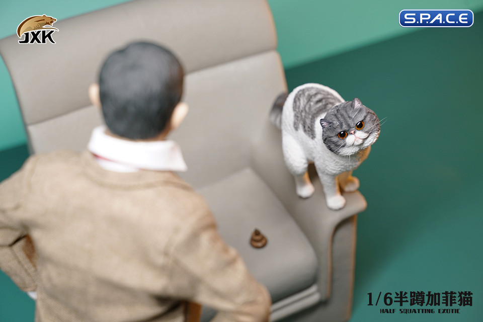 1/6 Scale half squatting Exotic Shorthair Cat (grey/white)