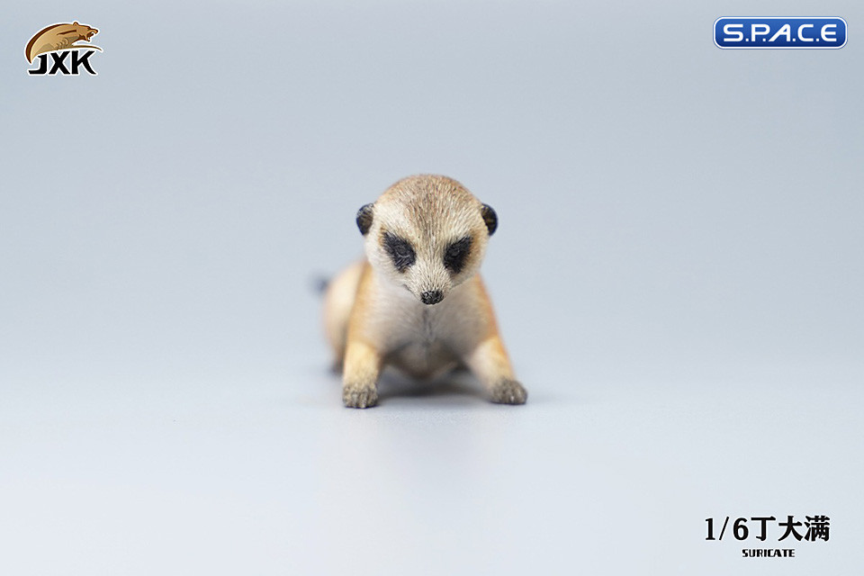 1/6 Scale Suricate Set