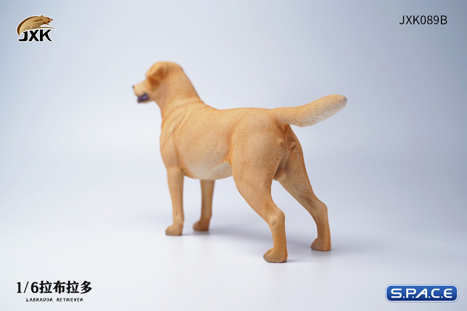 1/6 Scale Labrador Retriever (brown)