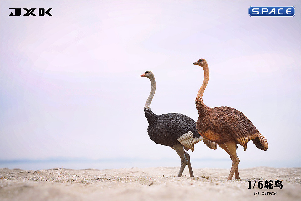 1/6 Scale Ostrich (black)