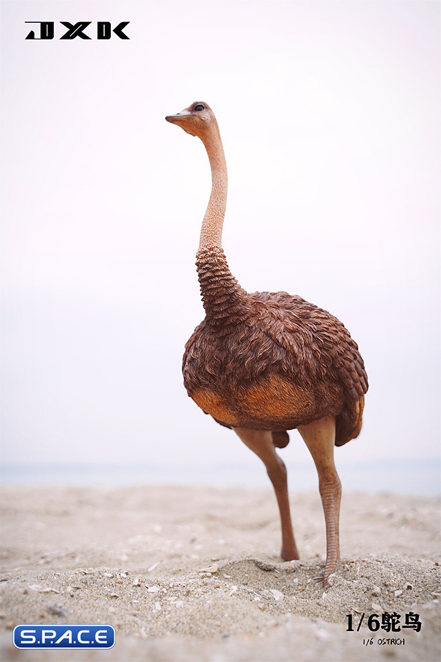 1/6 Scale Ostrich (brown)