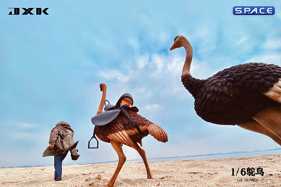1/6 Scale Ostrich with saddle (brown)