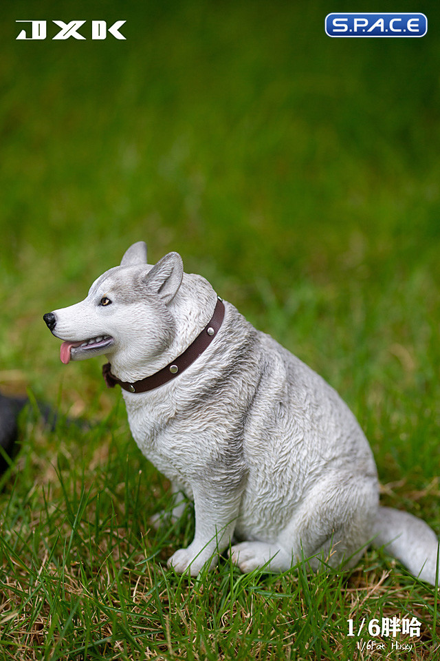 1/6 Scale fat Husky (grey)
