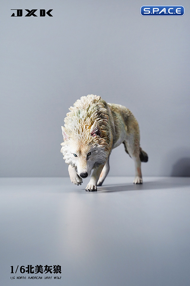 1/6 Scale North American Gray Wolf (white)