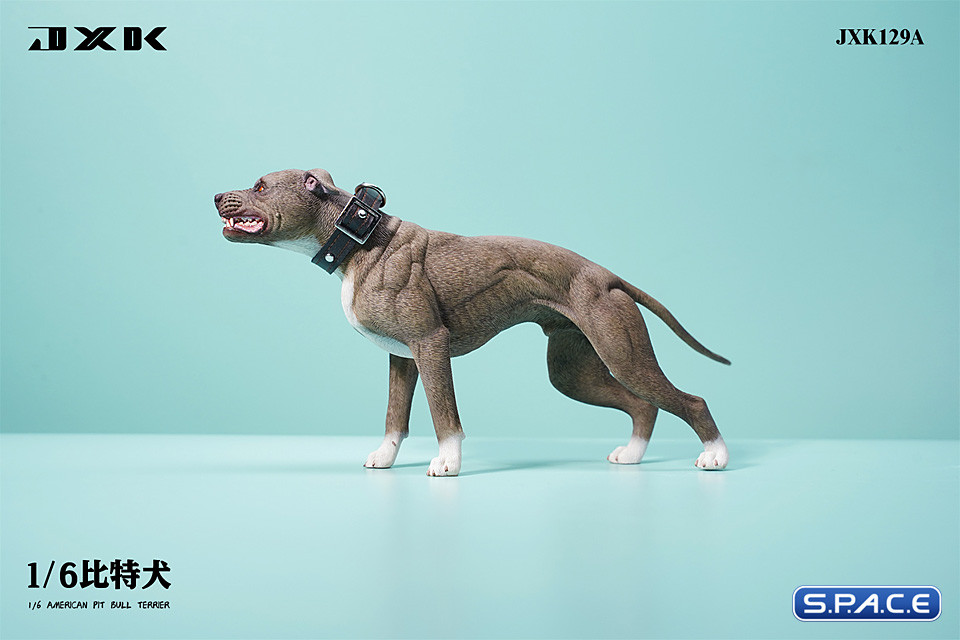 1/6 Scale American Pit Bull Terrier (brown)