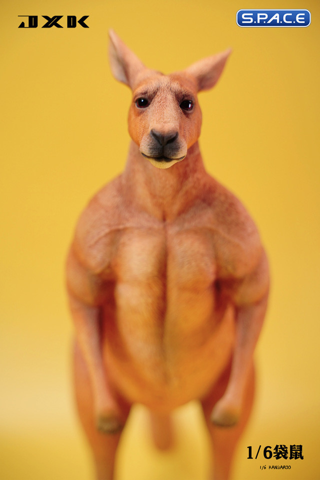 1/6 Scale Kangaroo