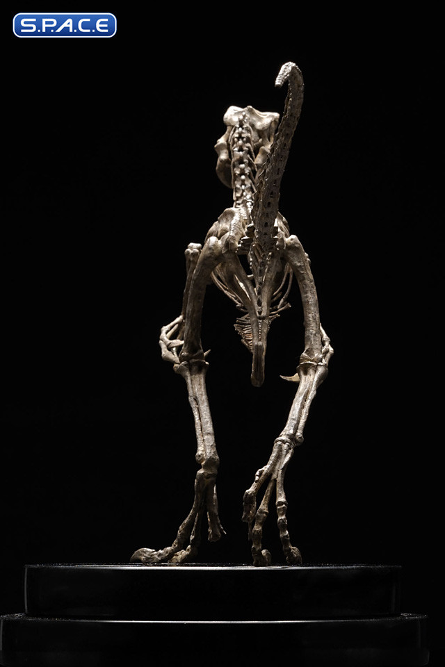 1/8 Scale Velociraptor Skeleton Bronze Statue (Jurassic Park)