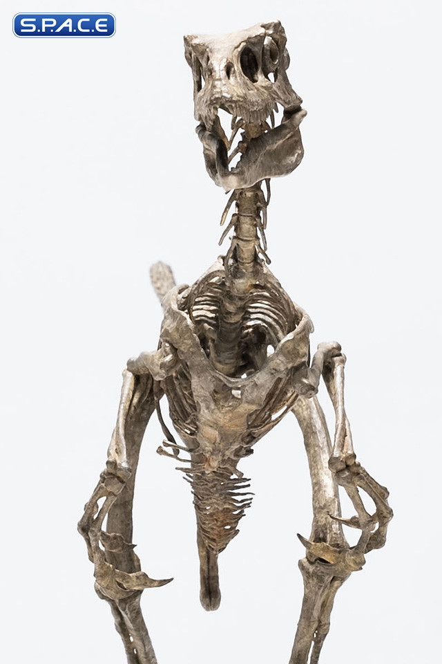 1/8 Scale Velociraptor Skeleton Bronze Statue (Jurassic Park)