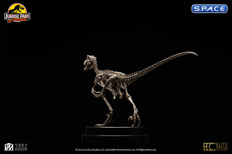 1/8 Scale Velociraptor Skeleton Bronze Statue (Jurassic Park)