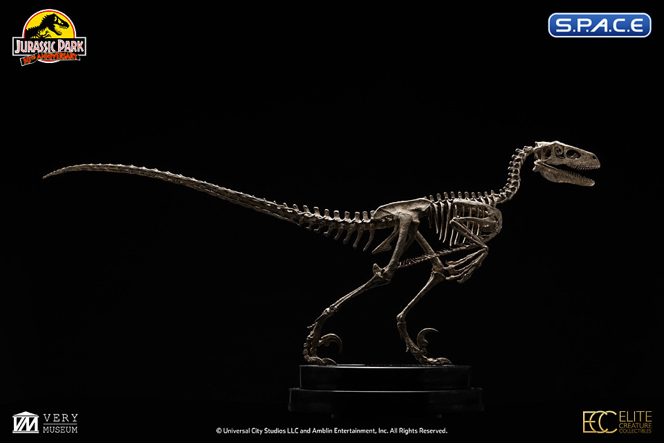 1/8 Scale Velociraptor Skeleton Bronze Statue (Jurassic Park)