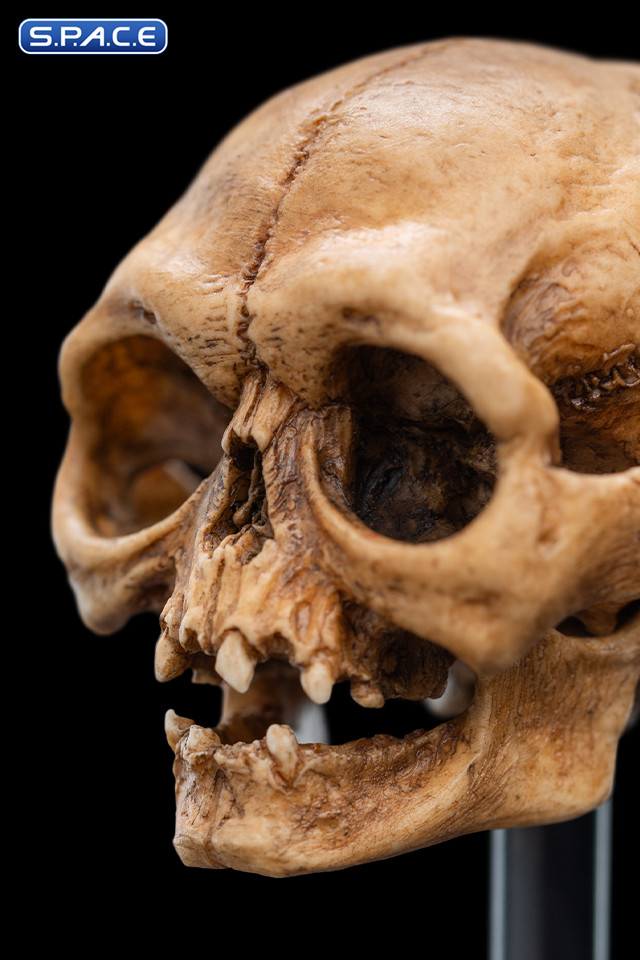 Skull of Gollum (Lord of the Rings)