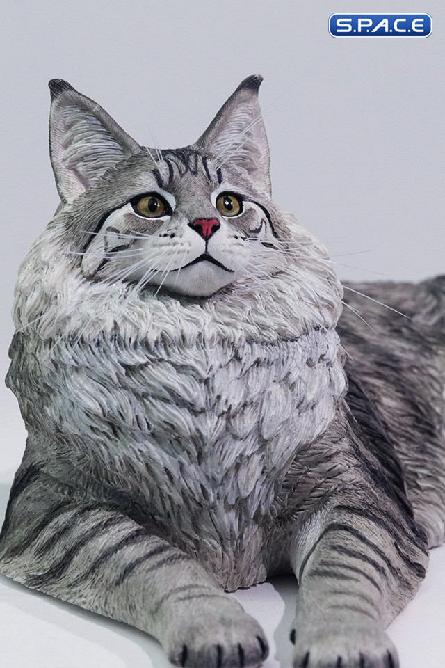 1/6 Scale Maine Coon