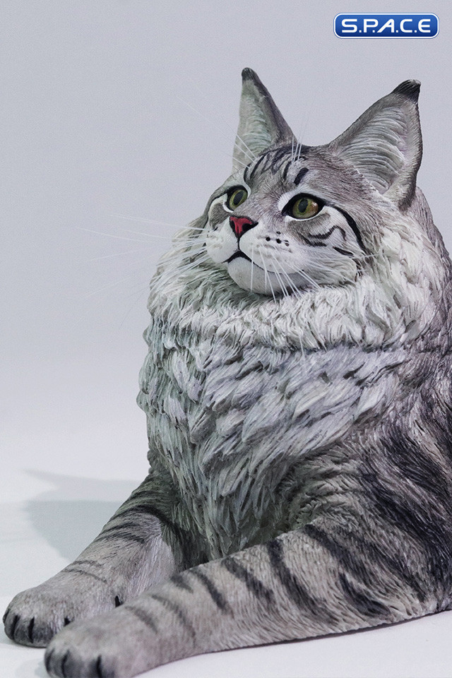 1/6 Scale Maine Coon