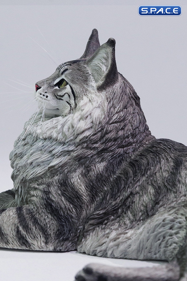 1/6 Scale Maine Coon