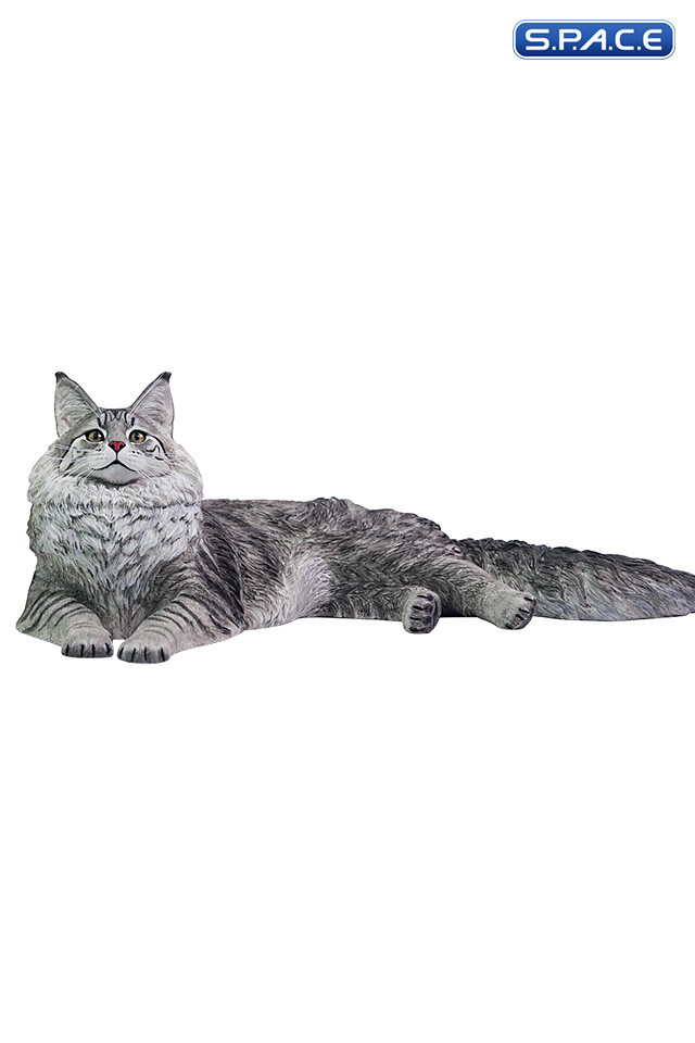 1/6 Scale Maine Coon
