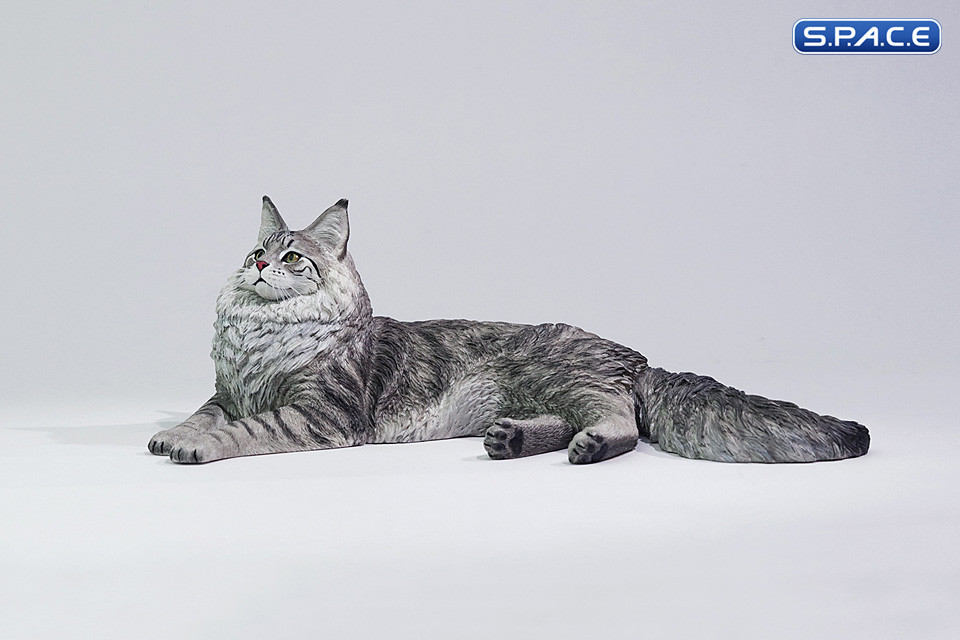 1/6 Scale Maine Coon