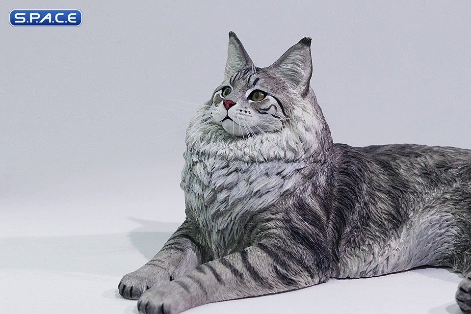 1/6 Scale Maine Coon