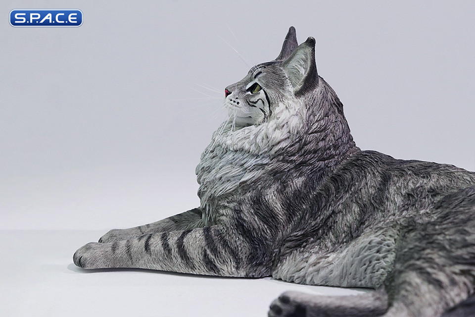 1/6 Scale Maine Coon