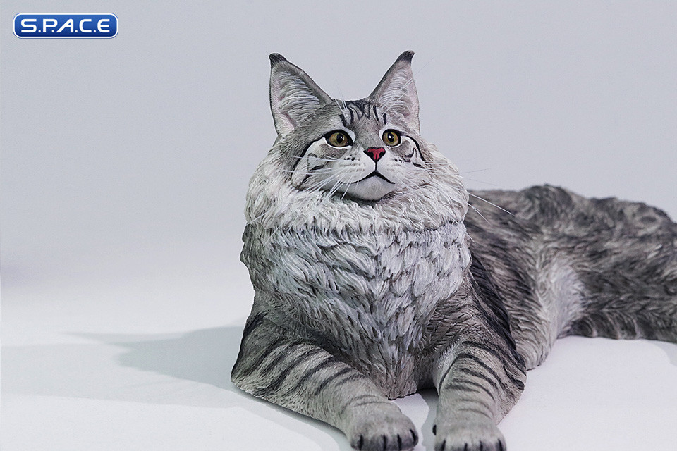 1/6 Scale Maine Coon