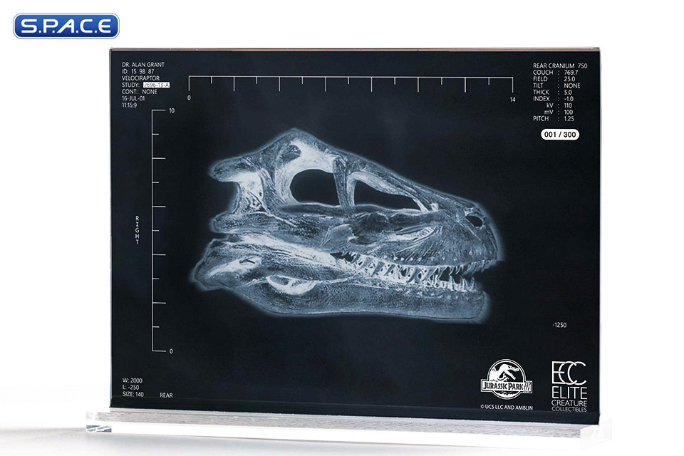 1:1 Velociraptor Resonating Chamber Life-Size Replica (Jurassic Park III)