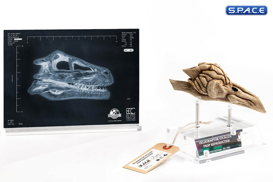 1:1 Velociraptor Resonating Chamber Life-Size Replica (Jurassic Park III)