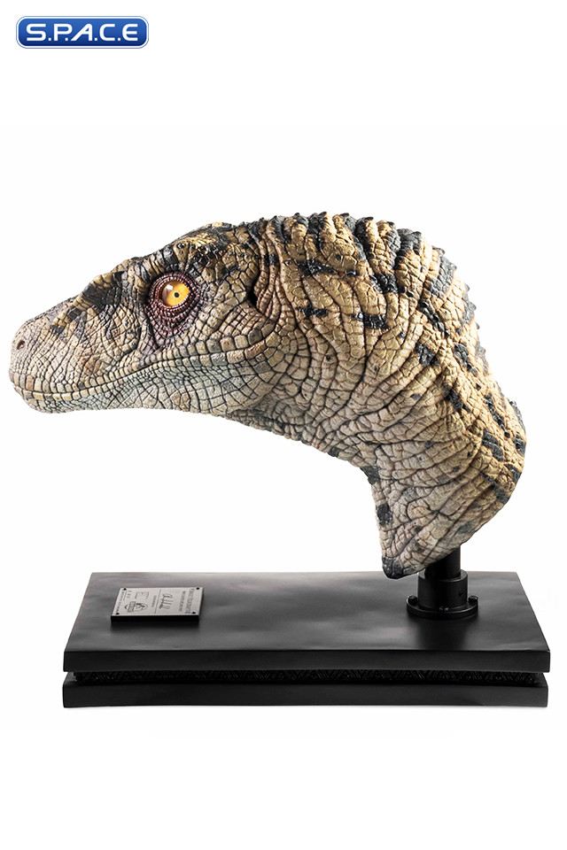 1:1 Female Velociraptor Life-Size Bust (Jurassic Park III)