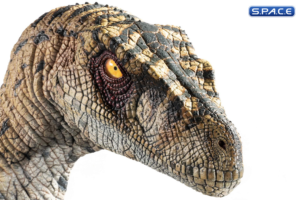 1:1 Female Velociraptor Life-Size Bust (Jurassic Park III)