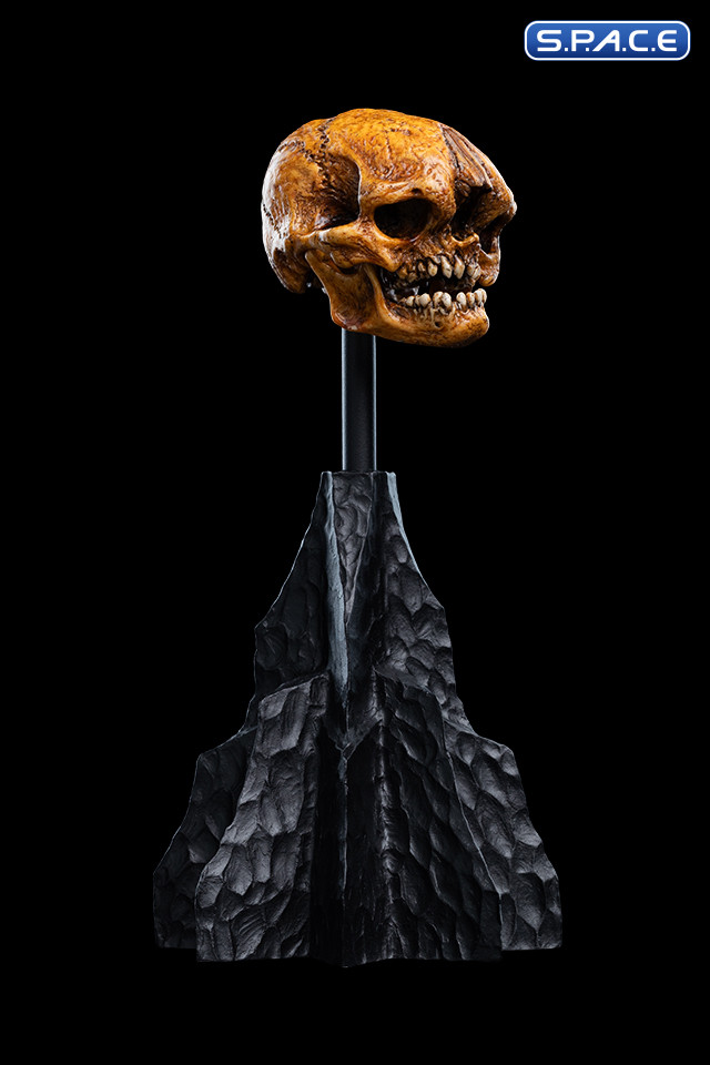 Skull of a Misty Mountain Goblin (The Hobbit)