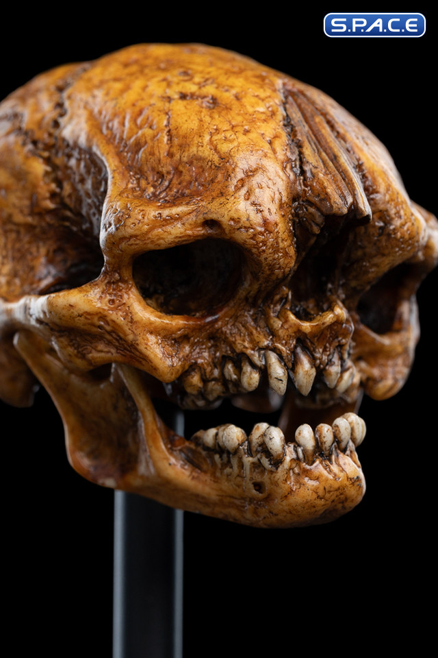 Skull of a Misty Mountain Goblin (The Hobbit)