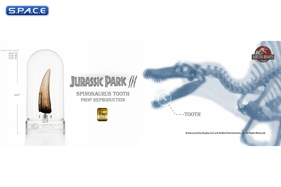 1:1 Spinosaurus Tooth Life-Size Replica (Jurassic Park III)